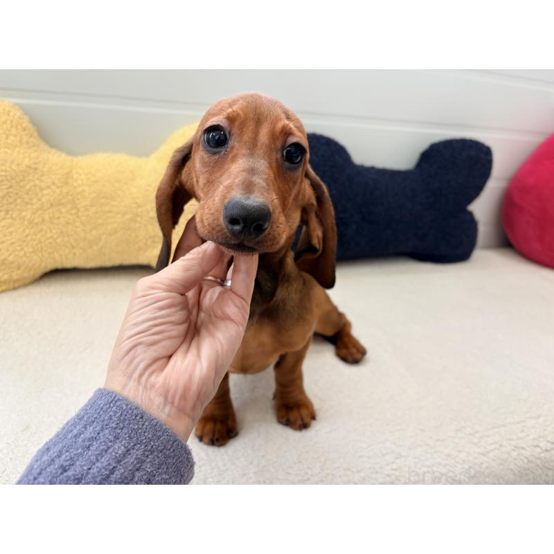 販売中の千葉県のスタンダードダックスフンド-433977の2枚目