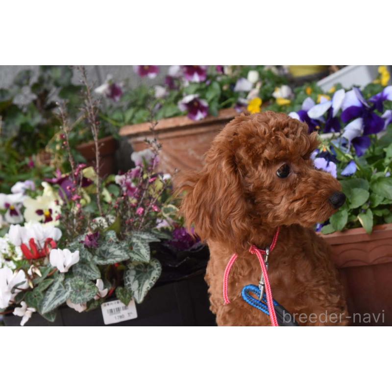 販売中の岡山県のトイプードル-446492の4枚目