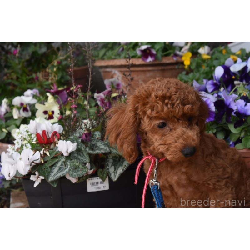 販売中の岡山県のトイプードル-446492の3枚目