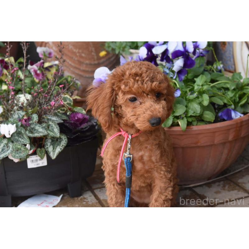 販売中の岡山県のトイプードル-446492の2枚目