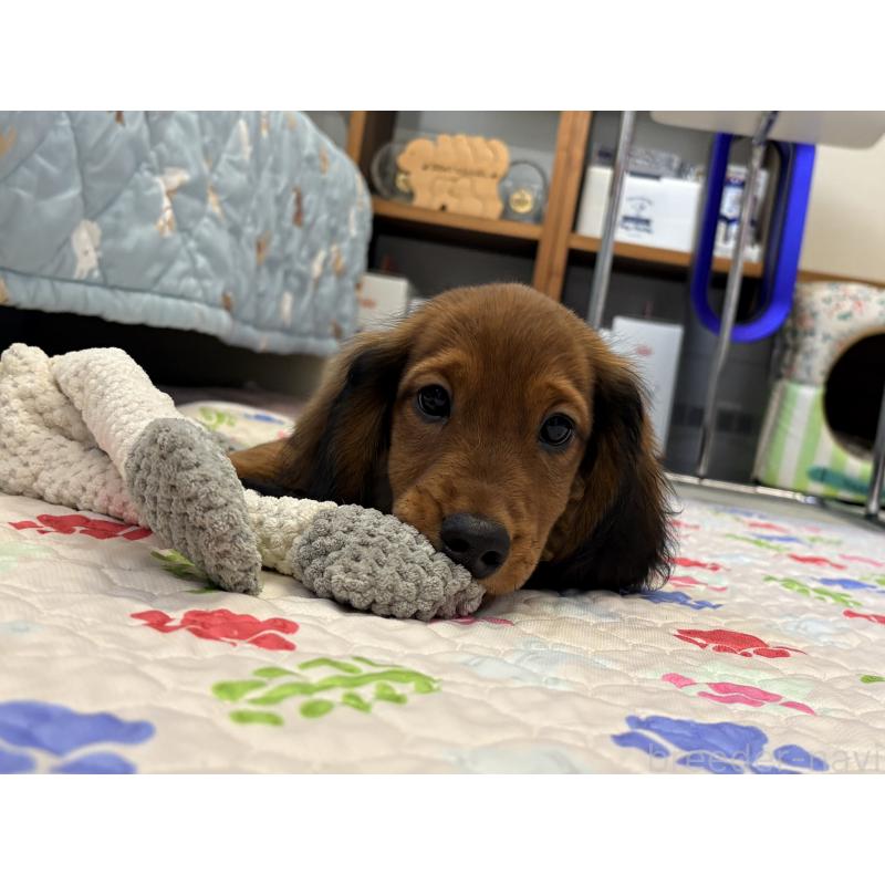 販売中の千葉県のスタンダードダックスフンド-425028の4枚目