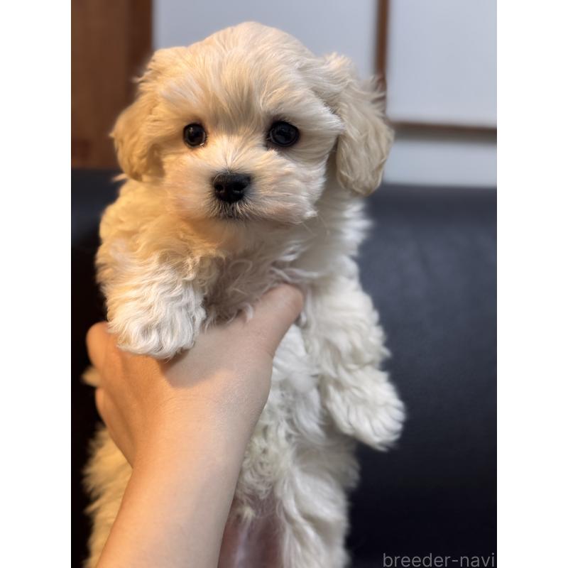 販売中の埼玉県のマルプー:マルチーズ×トイプードル-446488の9枚目