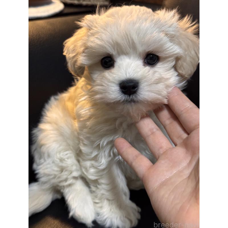 販売中の埼玉県のマルプー:マルチーズ×トイプードル-446488の8枚目
