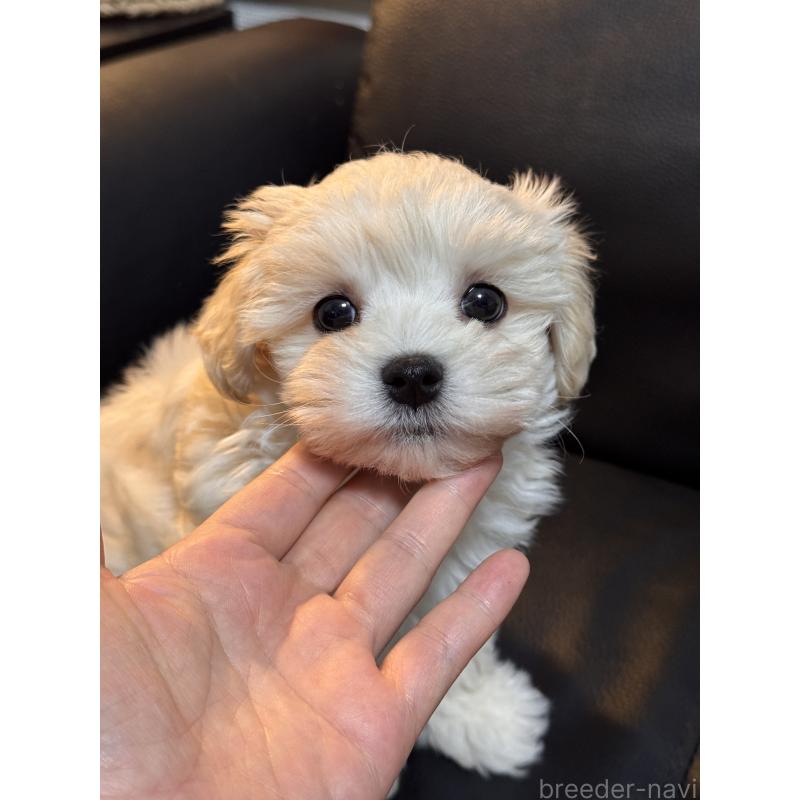 販売中の埼玉県のマルプー:マルチーズ×トイプードル-446488の7枚目