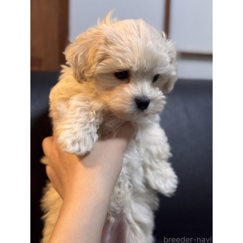 販売中の埼玉県のマルプー:マルチーズ×トイプードル-446488の6枚目