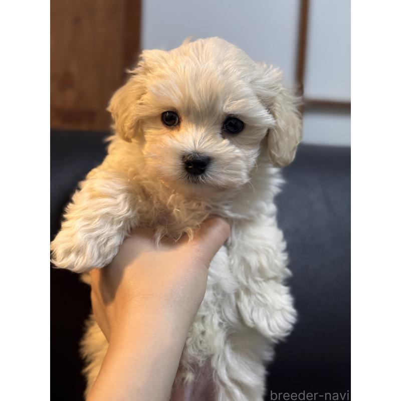 販売中の埼玉県のマルプー:マルチーズ×トイプードル-446488の5枚目