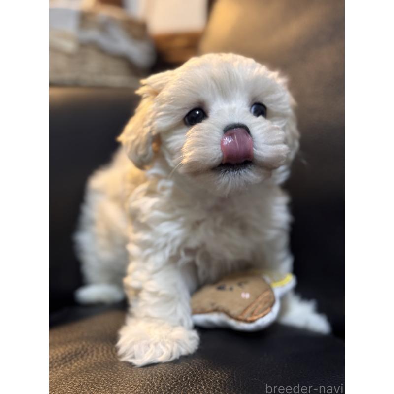 販売中の埼玉県のマルプー:マルチーズ×トイプードル-446488の4枚目