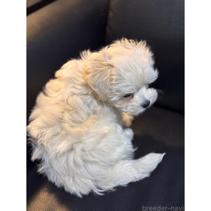 販売中の埼玉県のマルプー:マルチーズ×トイプードル-446488の3枚目