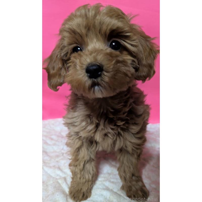 販売中の埼玉県のマルプー:マルチーズ×トイプードル-437682の1枚目