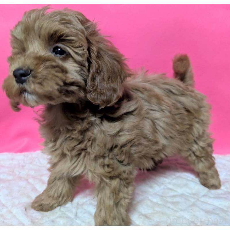 販売中の埼玉県のマルプー:マルチーズ×トイプードル-437682の7枚目