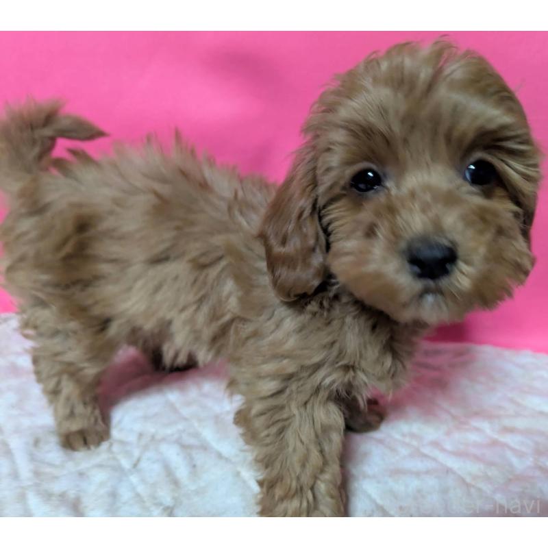 販売中の埼玉県のマルプー:マルチーズ×トイプードル-437682の5枚目