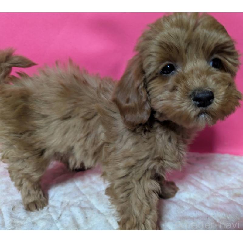 販売中の埼玉県のマルプー:マルチーズ×トイプードル-437682の4枚目