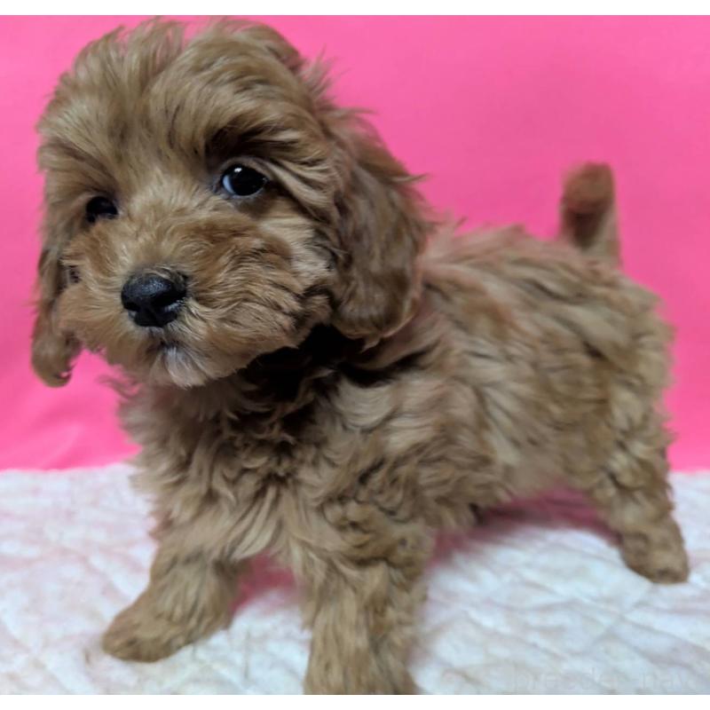 販売中の埼玉県のマルプー:マルチーズ×トイプードル-437682の3枚目