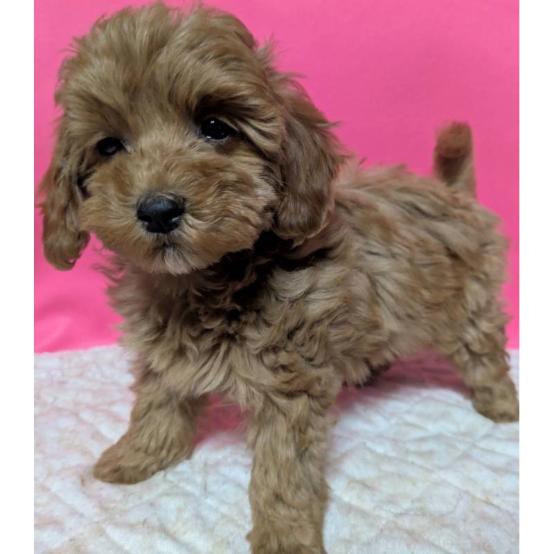 販売中の埼玉県のマルプー:マルチーズ×トイプードル-437682の2枚目