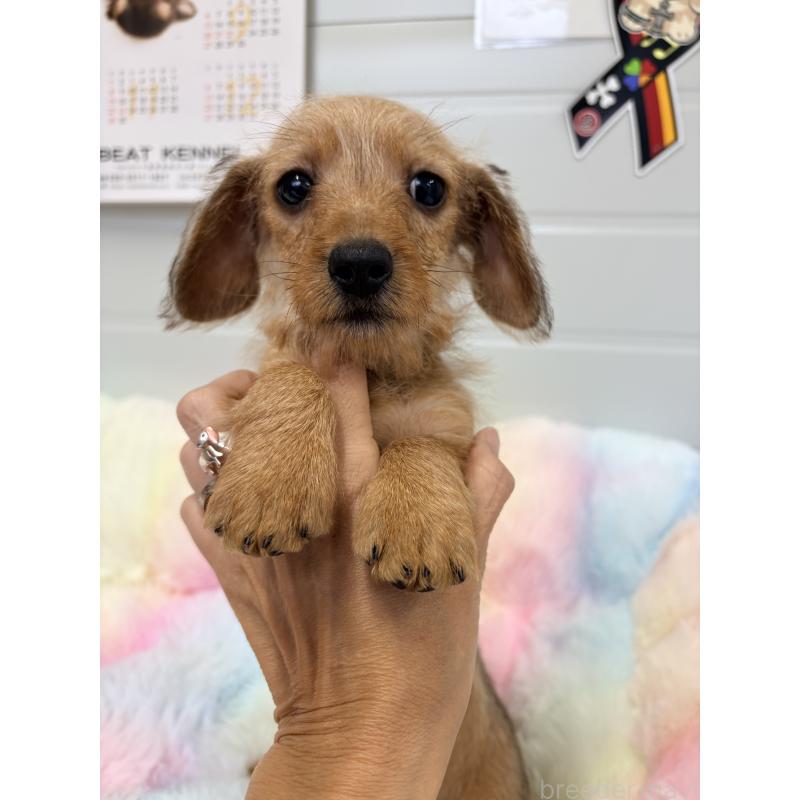 販売中の千葉県のミニチュアダックスフンド(ワイヤーヘアード)-446489の6枚目