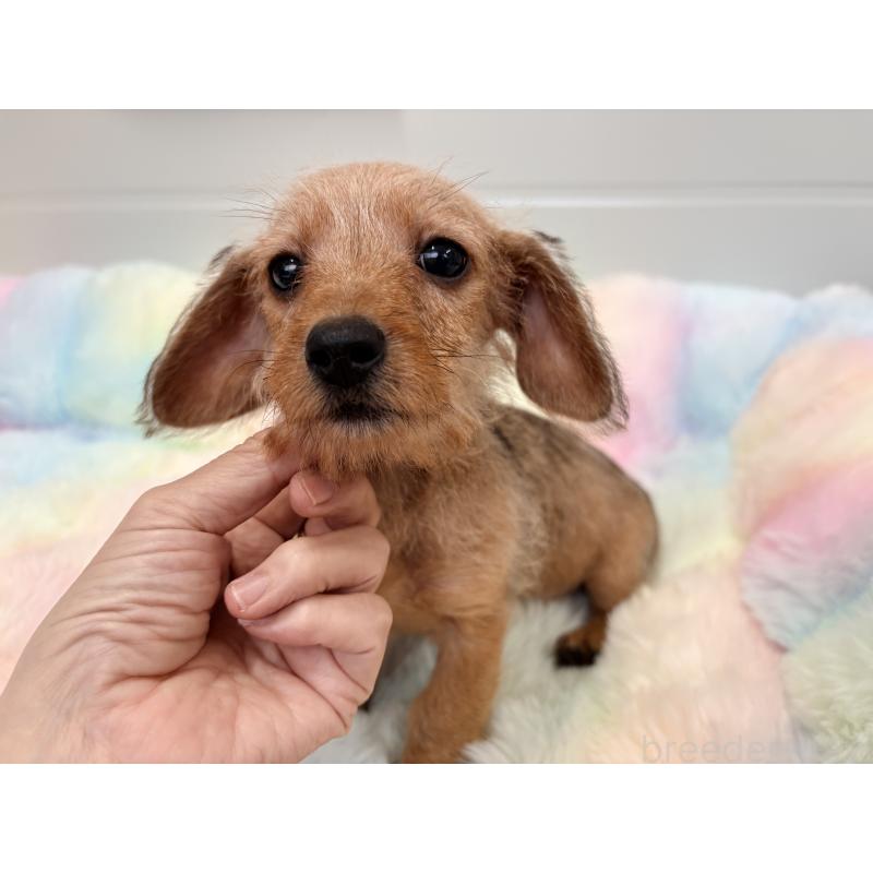 販売中の千葉県のミニチュアダックスフンド(ワイヤーヘアード)-446489の5枚目