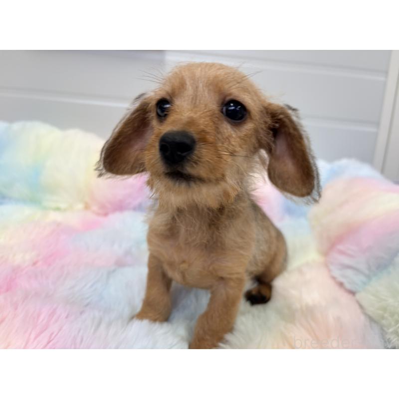 販売中の千葉県のミニチュアダックスフンド(ワイヤーヘアード)-446489の4枚目