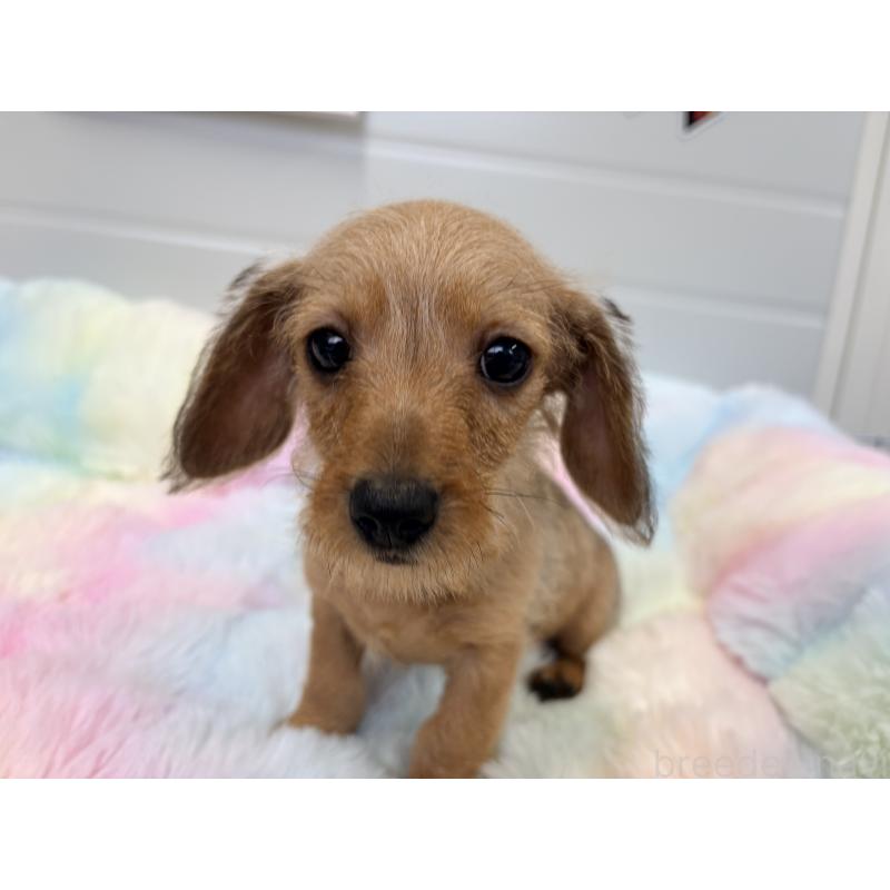 販売中の千葉県のミニチュアダックスフンド(ワイヤーヘアード)-446489の3枚目