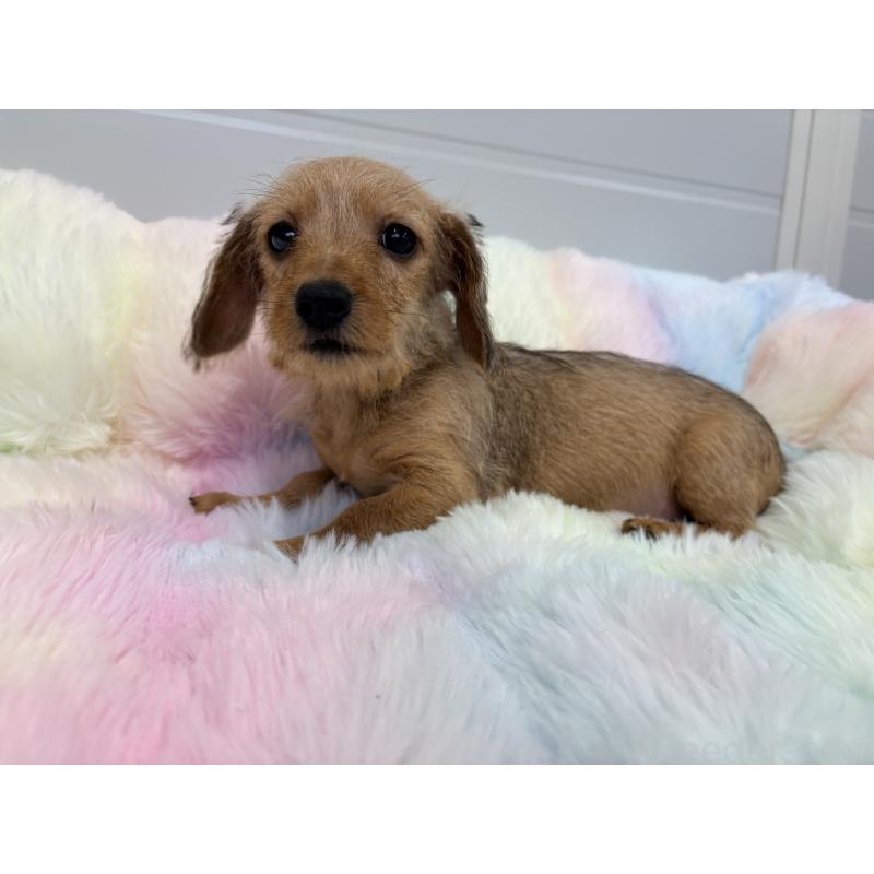 販売中の千葉県のミニチュアダックスフンド(ワイヤーヘアード)-446489の2枚目