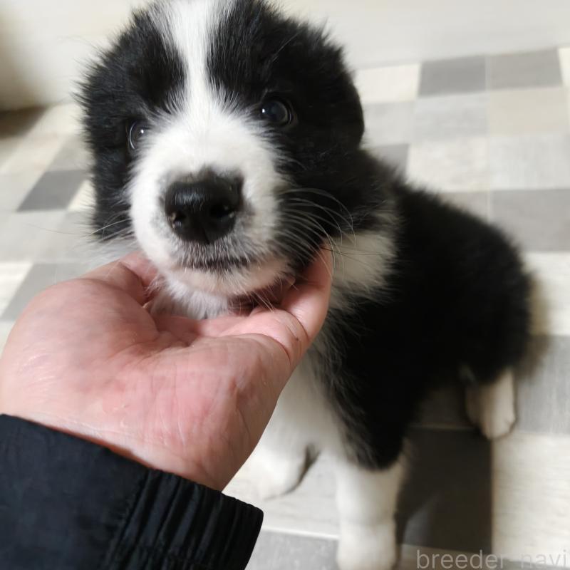 販売中の埼玉県のボーダーコリー-446490の6枚目