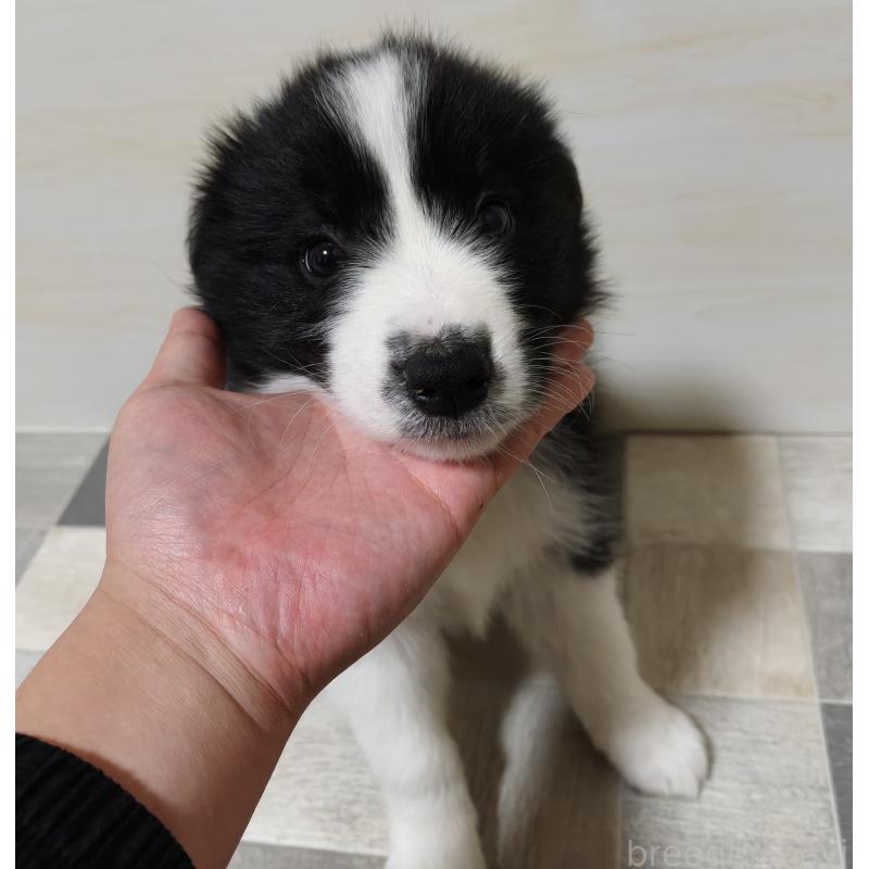 販売中の埼玉県のボーダーコリー-446490の5枚目