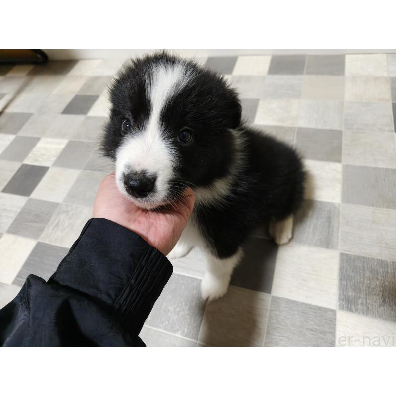 販売中の埼玉県のボーダーコリー-446490の4枚目