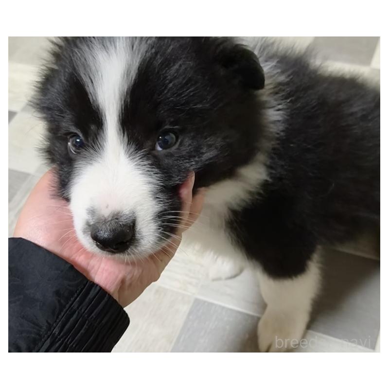 販売中の埼玉県のボーダーコリー-446490の3枚目