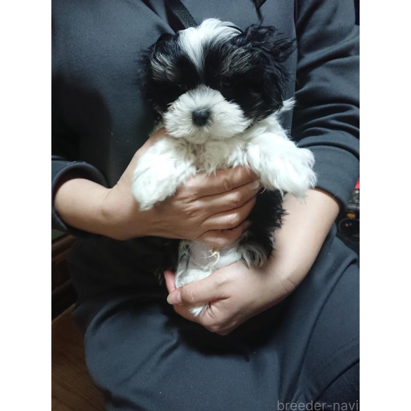 販売中の栃木県のマルシーズー:マルチーズ×シーズー-445701