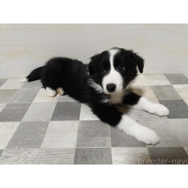 販売中の埼玉県のボーダーコリー-446495の7枚目