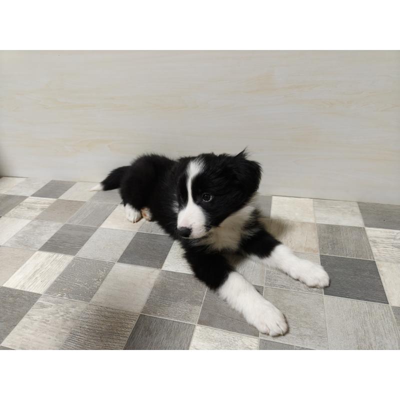 販売中の埼玉県のボーダーコリー-446495の6枚目