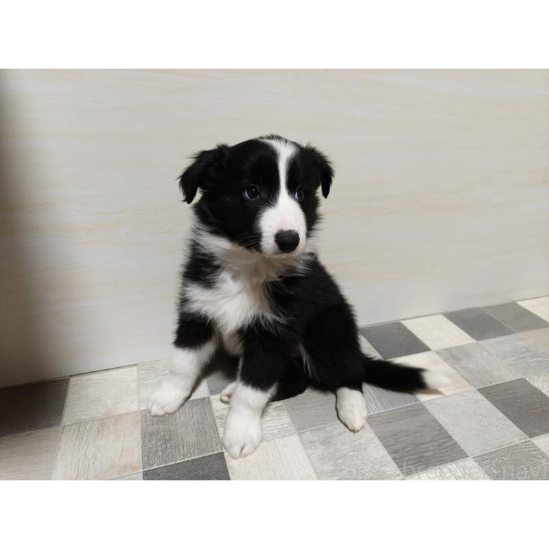 販売中の埼玉県のボーダーコリー-446495の5枚目