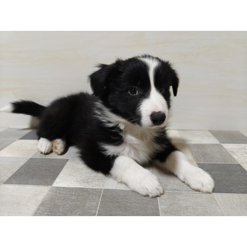 販売中の埼玉県のボーダーコリー-446495の3枚目