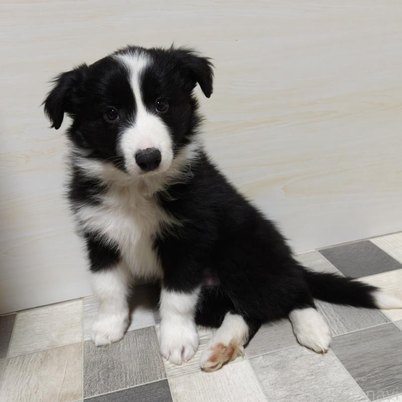 販売中の埼玉県のボーダーコリー-446495の2枚目