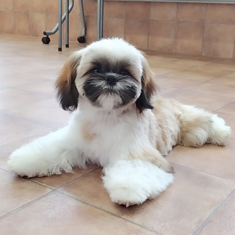 販売中の神奈川県のシーズー-440410の6枚目