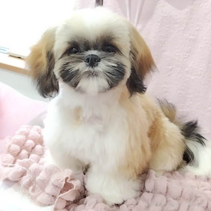 販売中の神奈川県のシーズー-440410の5枚目