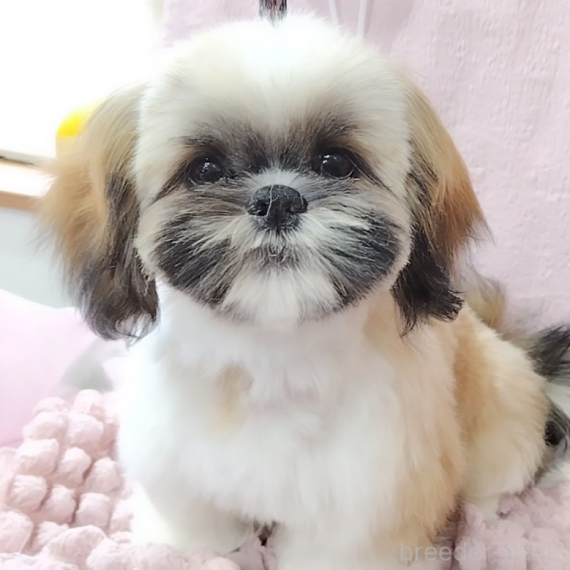 販売中の神奈川県のシーズー-440410の4枚目