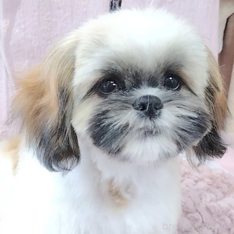 販売中の神奈川県のシーズー-440410の3枚目