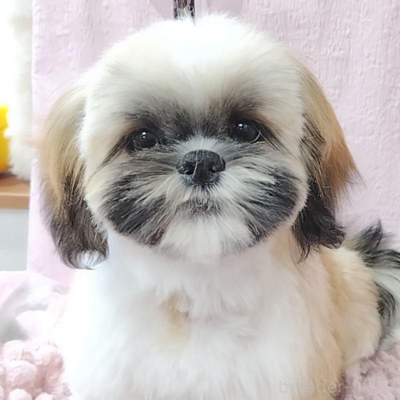 販売中の神奈川県のシーズー-440410