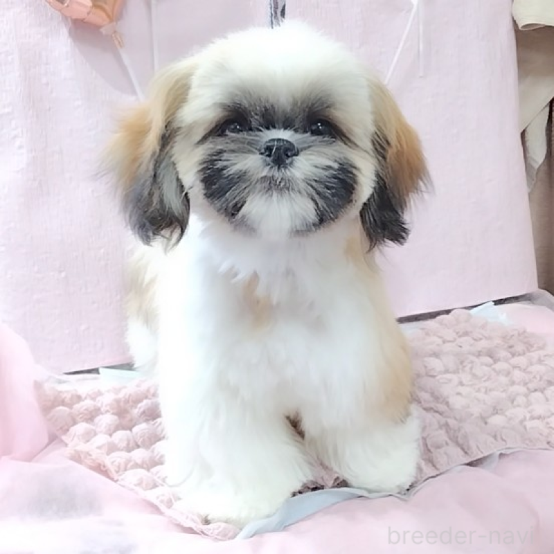 販売中の神奈川県のシーズー-440410の2枚目