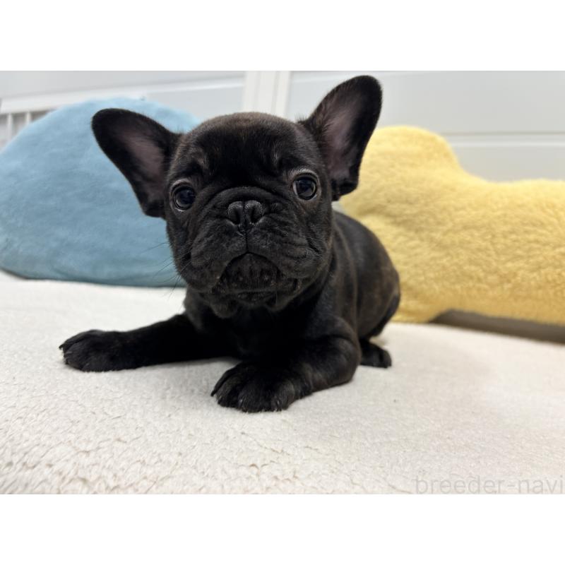 販売中の千葉県のフレンチブルドッグ-446496の6枚目
