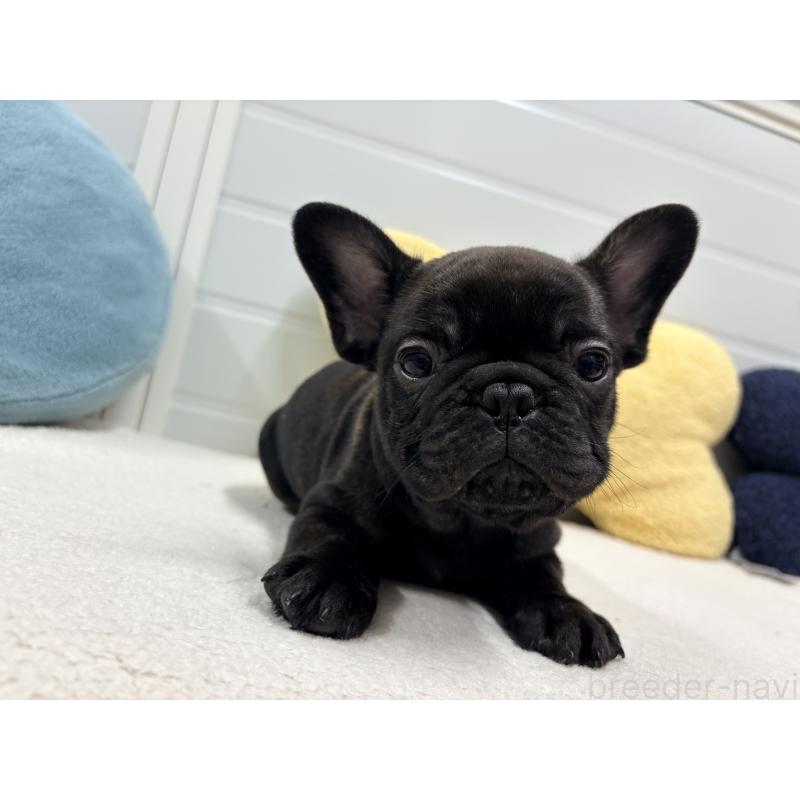販売中の千葉県のフレンチブルドッグ-446496の5枚目