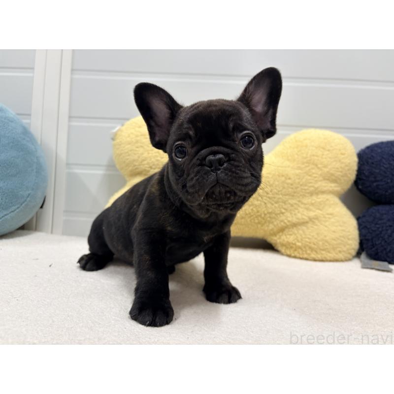 販売中の千葉県のフレンチブルドッグ-446496の4枚目