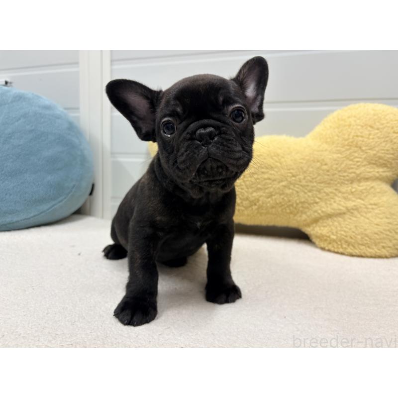 販売中の千葉県のフレンチブルドッグ-446496の2枚目