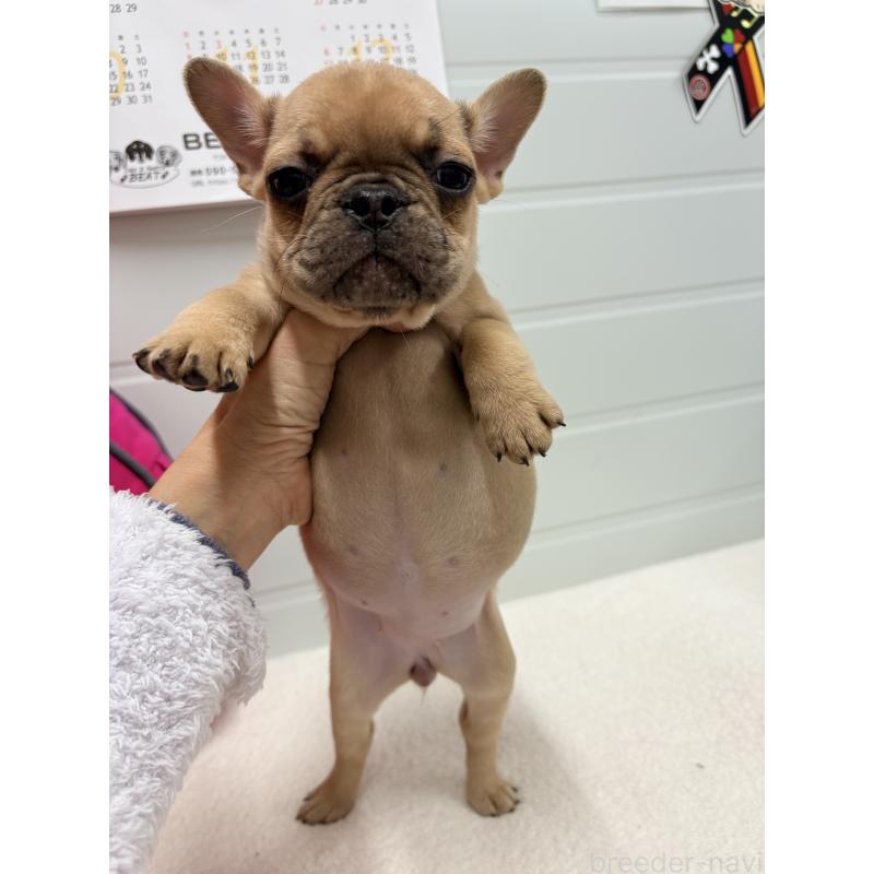 販売中の千葉県のフレンチブルドッグ-446498の6枚目