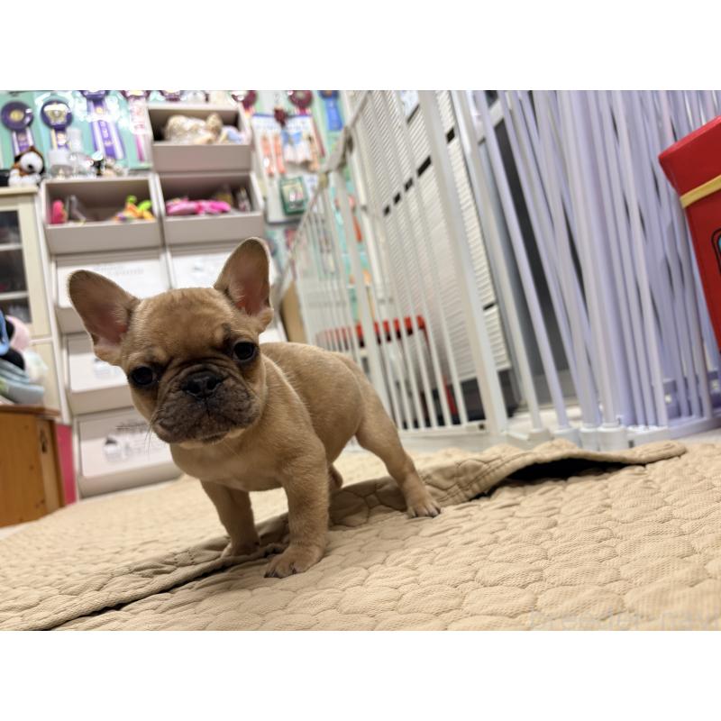 販売中の千葉県のフレンチブルドッグ-446498の4枚目