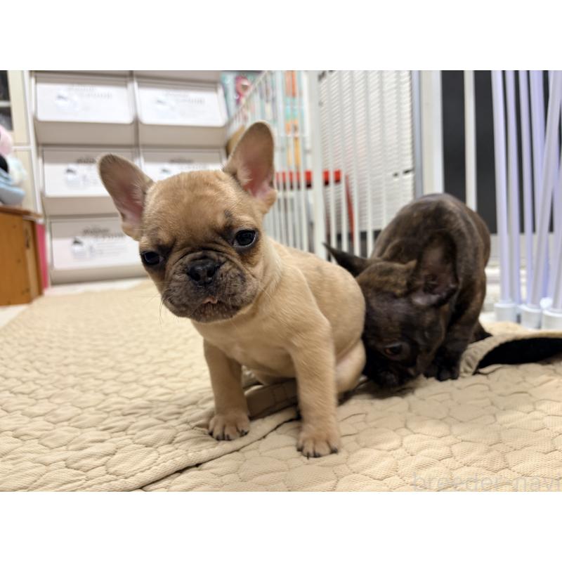 販売中の千葉県のフレンチブルドッグ-446498の3枚目