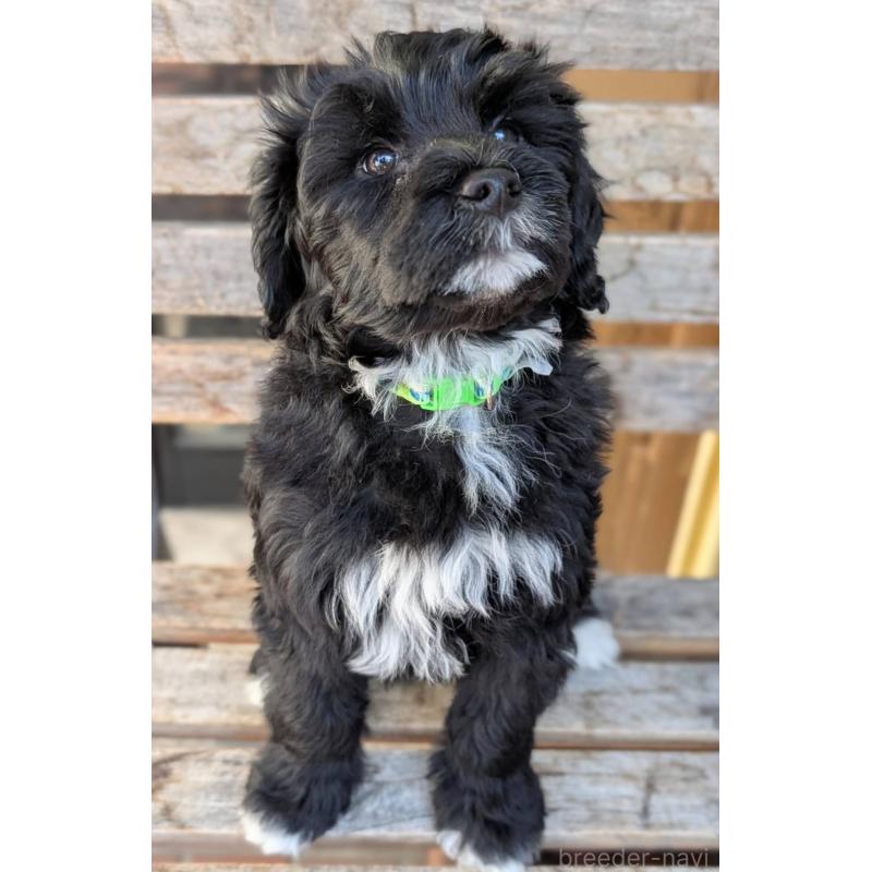 販売中の東京都のポーチュギーズウォータードッグ-437305の6枚目