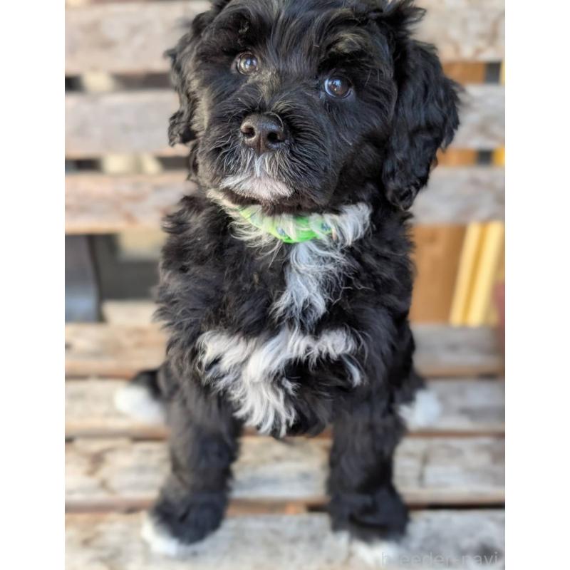 販売中の東京都のポーチュギーズウォータードッグ-437305の5枚目