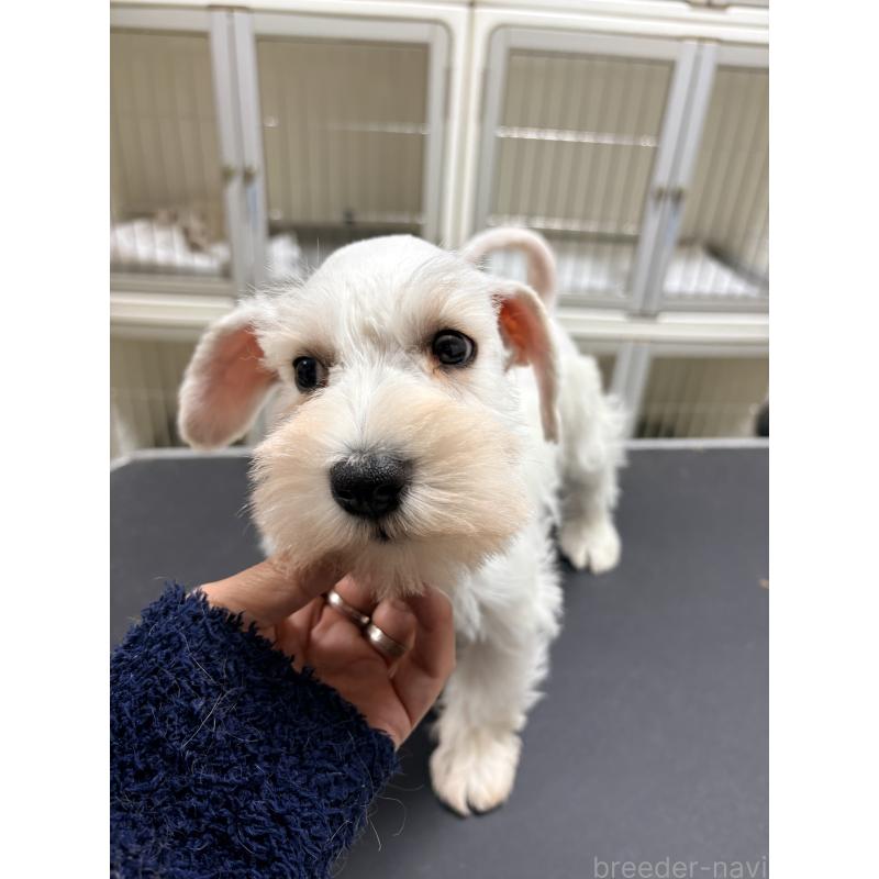 販売中の千葉県のミニチュアシュナウザー-446502の6枚目