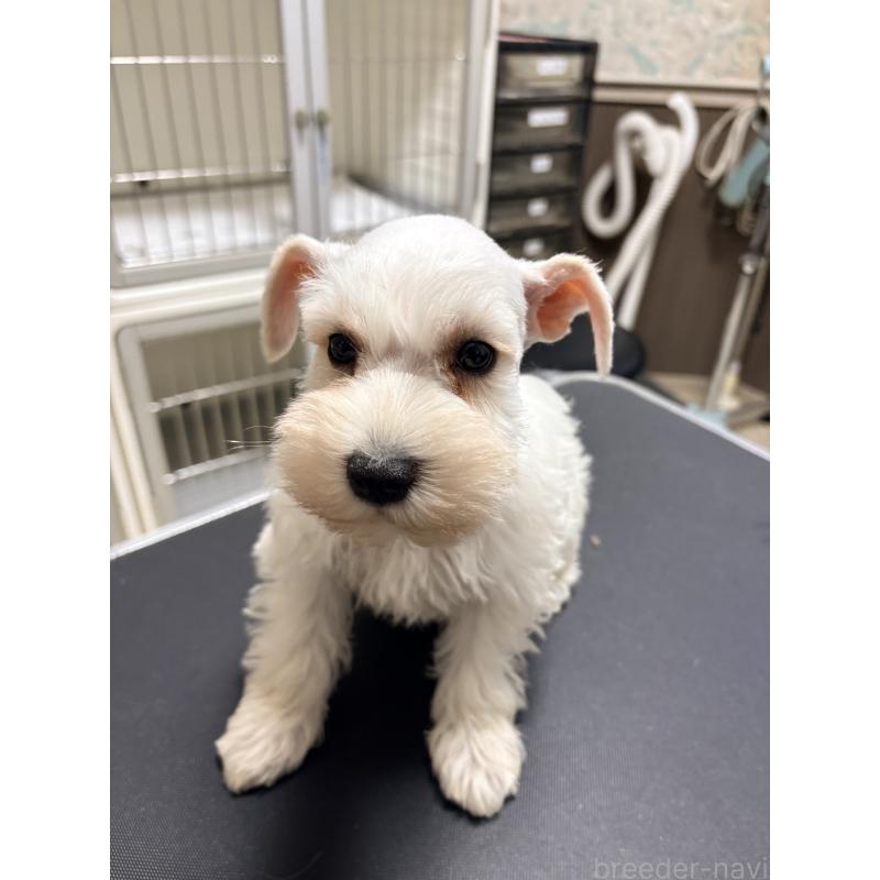 販売中の千葉県のミニチュアシュナウザー-446502の4枚目